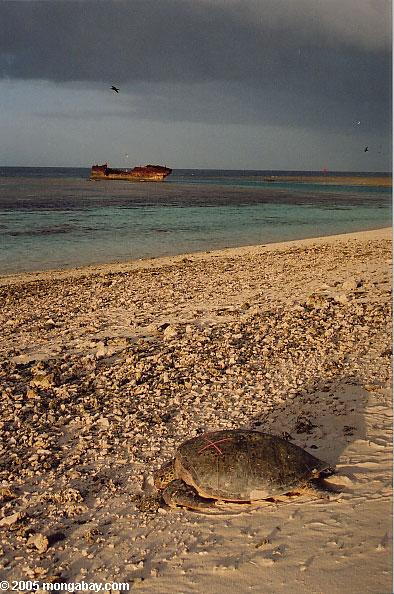 морских черепах на пляже на восходе