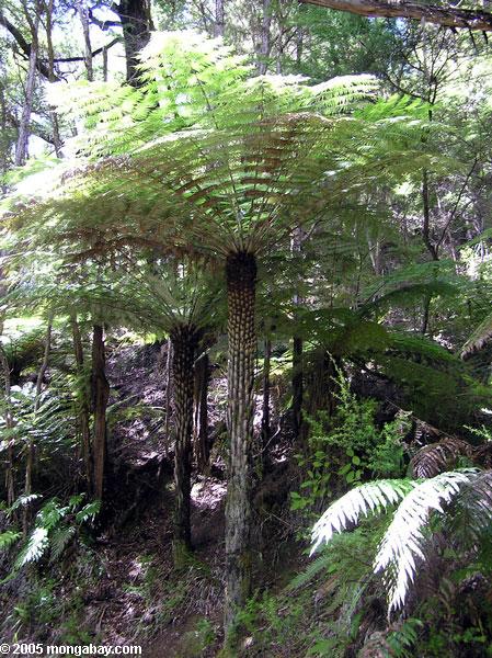 Tree fern, Abel Tasman, New Zealand