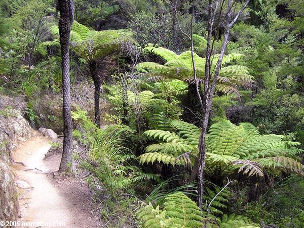 Tree ferns, Abel Tasman, New Zealand
