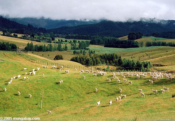 Sheep In New Zealand, New Zealand