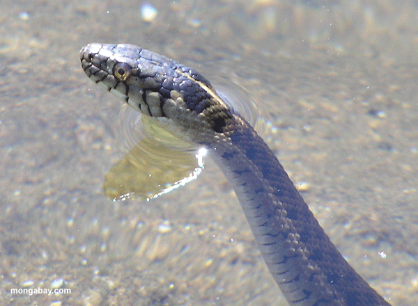 западной части водной подвязка змея (thamnophis couchii)