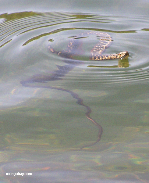 западной части водной подвязка змея (thamnophis couchii)