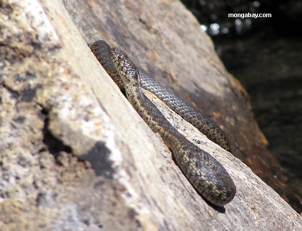 Serpent aquatique occidental de jarretière (Thamnophis Couchii)