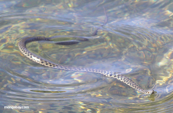 Serpiente acuática occidental de la liga (Thamnophis Couchii)