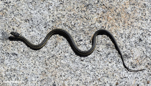 Serpent aquatique occidental de jarretière (Thamnophis Couchii)