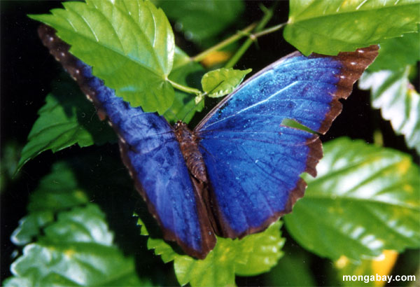 синяя бабочка Морфо