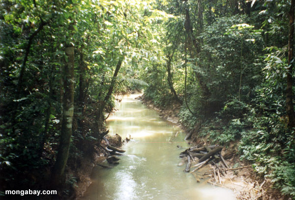 Creek o mais rainforest Peruvian de Amazon