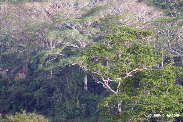Anatomie des forêts tropicales pluvieuses