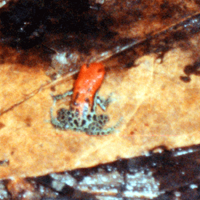 Peru Red Poison Arrow Frog