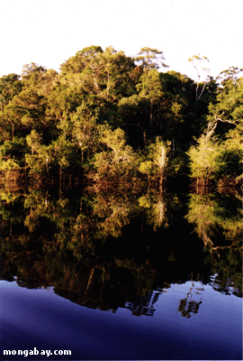 River Reflection of the Rio Negro