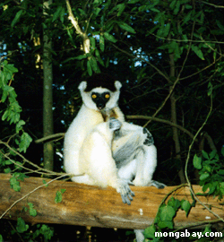 Sifaka