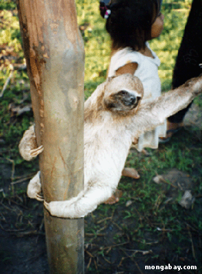 Water Sloth