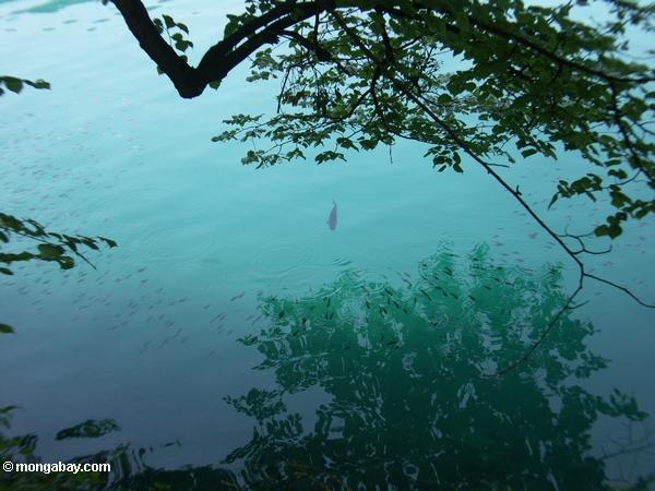 рыбина причинив мало рыбы на рассеяние в озеро Блед