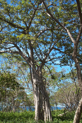 Tamarindo Fig tree
