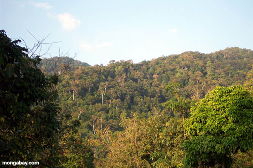 Thai Rainforest