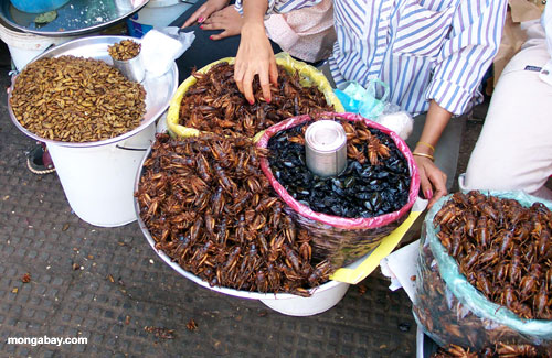 phnom pehn市場での昆虫