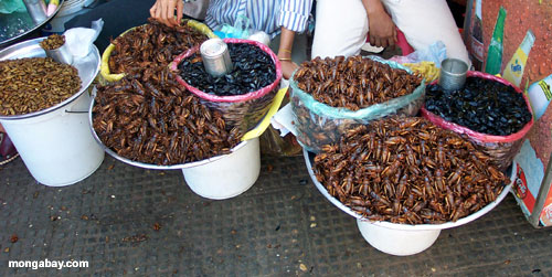 phnom pehn市場での昆虫