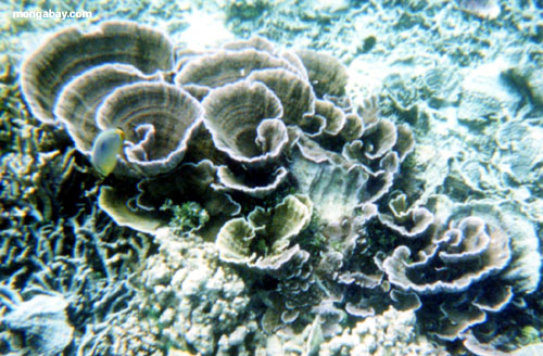 коралловый