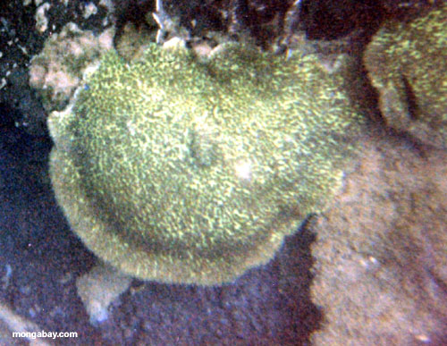 зеленый коралловый