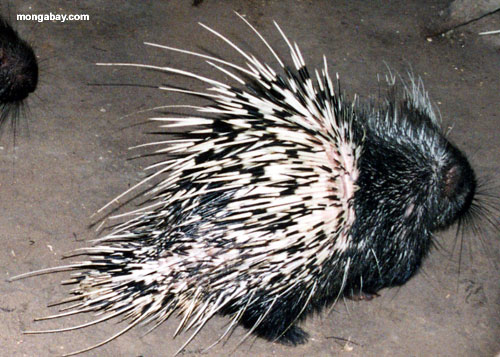 photo of Indonesian authorities bust porcupine-smuggling ring image