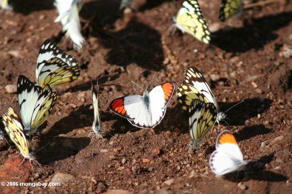 Mariposas que alimentan en el suelo de un parque nacional