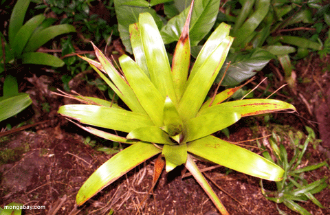 bromeliad в Венесуэле