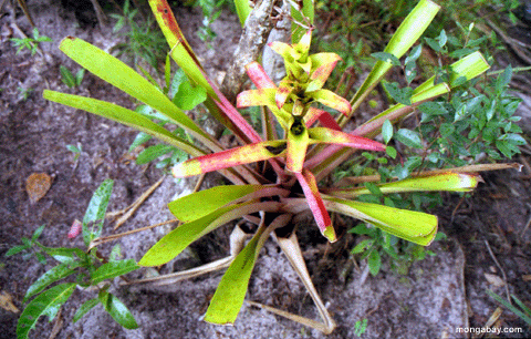 Bromeliad em Venezuela