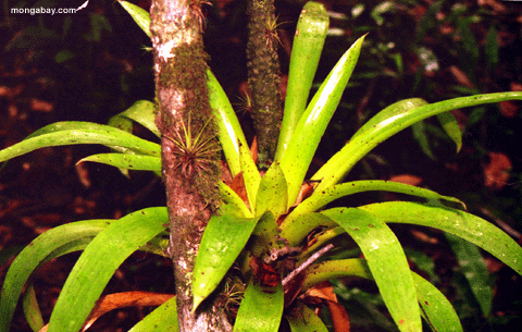 Bromeliad au Venezuela