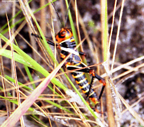 Angel Falls Distance, Venezuela