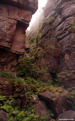 auyantepuiの峡谷