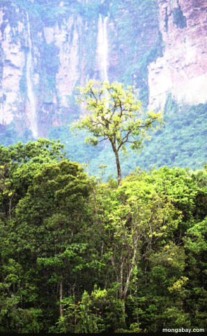 Árvore Emergent de Rainforest em Venezuela
