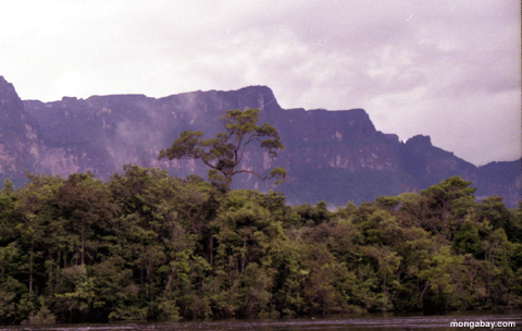 Emergent Baum in Venezuela