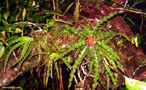 Bromeliad in Venezuela
