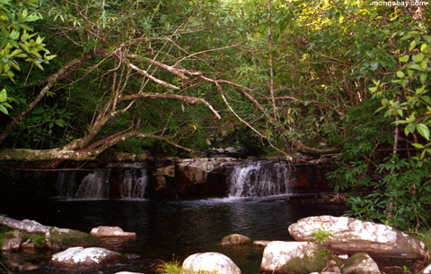 Cachoeira do córrego de Blackwater perto do summit de Auyantepui