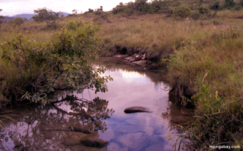 Tepui Sumpf auf dem Gipfel von Auyantepui