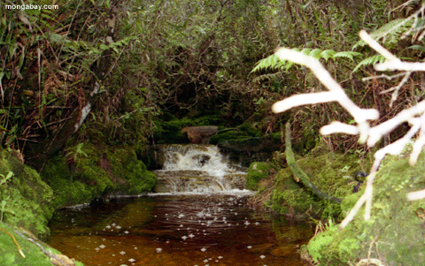 Creek de Blackwater perto do summit de Auyantepui