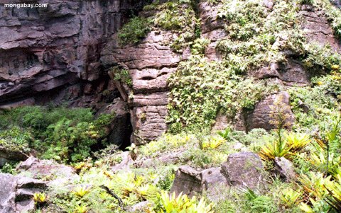 Jardin de Tepui Bromeliad sur la montagne du diable