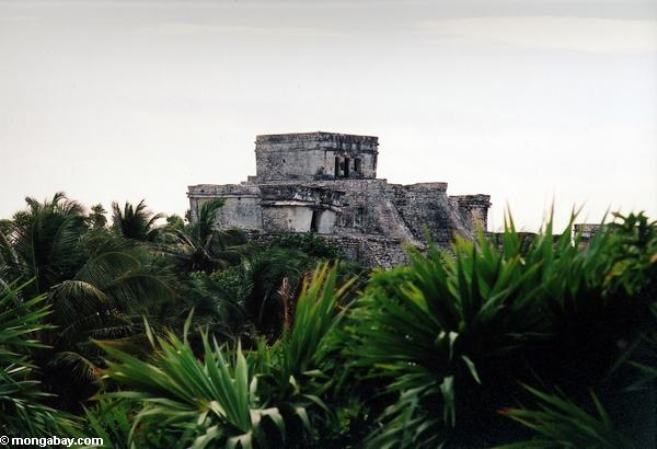 La cité maya de Tulum. De plus en plus d'études indiquent que la déforestation pourrait avoir joué un rôle majeur dans le déclin de la civilisation maya. Photographie réalisée par Rhett A. Butler.