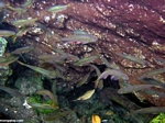 Cenotes biotope