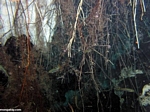 Roots in cenote cave