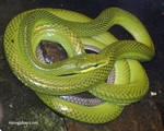 Serpiente enredadera verde (Oxybelis fulgidus)