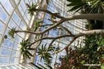 Madagascar palm-Pachypodium lamerei