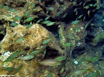 Aquatic biotope for cenotes in the Yucatan, Mexico.