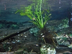 Aquatic biotope for cenotes in the Yucatan, Mexico.