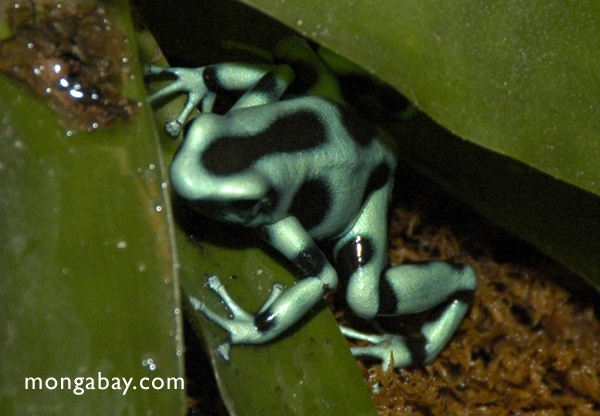 Green and black poison dart frog (Dendrobates auratus)