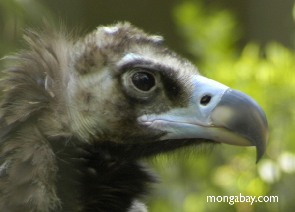 The cinereous vulture (Aegypius monachus) is the biggest of the old world vultures. Photo by: Rhett A. Butler.