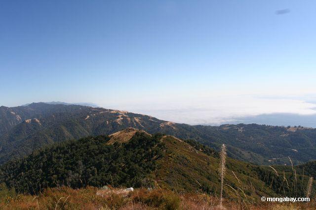 View south from atop Mt. Manuel in Pfeiffer Big Sur State Park