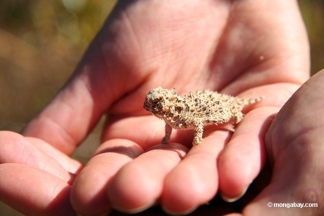 The Desert Horned lizard or Horny Toad (Phrynosoma sp.) in Big Sur; California.  This species is a lizard; not a toad despite its common name.  As a defense mechanism; Horned lizards can squirt blood from its eyes at a distance of up to 5 feet.