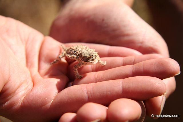 The Desert Horned lizard or Horny Toad (Phrynosoma sp.) in Big Sur; California.  This species is a lizard; not a toad despite its common name.  As a defense mechanism; the Horned toad can squirt blood from its eyes at a distance of up to 5 feet.