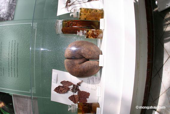 Lodoicea maldivica on display
